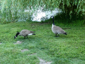 Canada geese by the RV